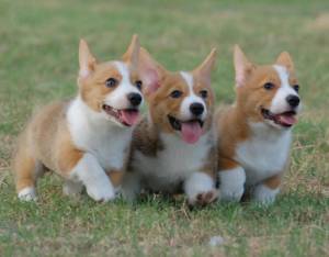208632-dogs-adorable-corgi-puppies-running-ddddd