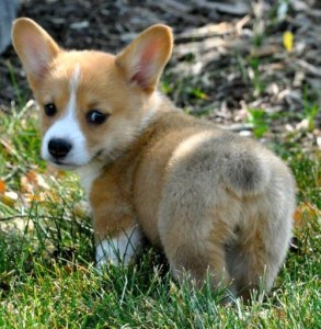 corgi-puppy