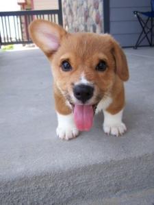 cute_corgi_puppy-2