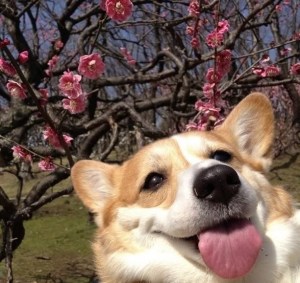 enhanced-buzz-23027-1380121492-13